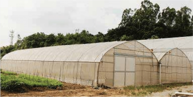 MASSGRO Greenhouse : EM plastic greenhouse