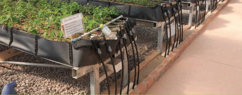 Growing Container