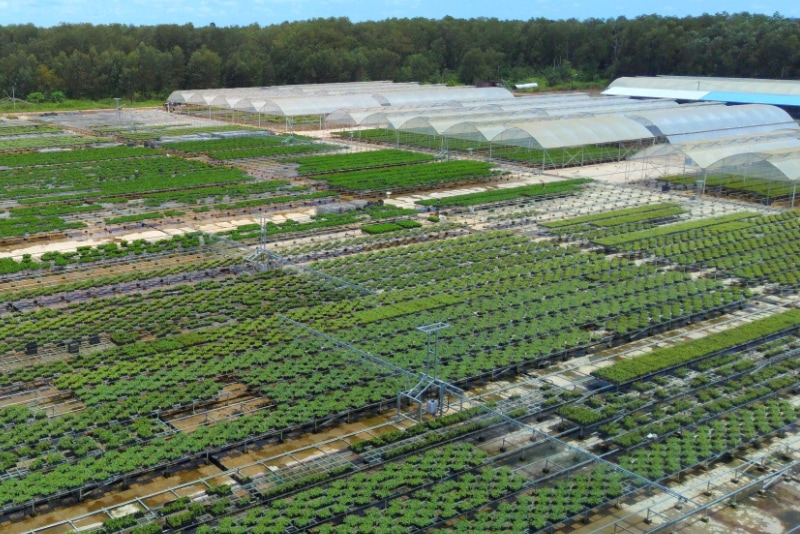 Aplikasi Irigasi menggunakan Boom Spray di lokasi greenhouse persemaian modern Rumpin, Indonesia.