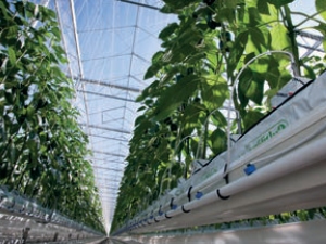 Rivusli Online Drippers. Ilustrasi penerapan dalam greenhouse.