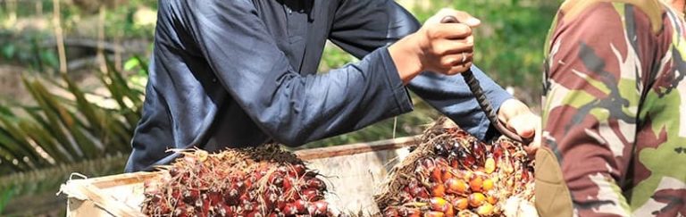pria mengolah hasil panen kelapa sawit di perkebunan